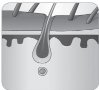 BABYLISS G937E COMPACT GOLDEN EDITION - Hair growth cycle - 6