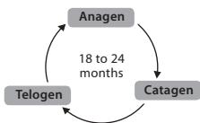 BABYLISS G937E COMPACT GOLDEN EDITION - Hair growth cycle - 1