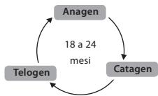 BABYLISS G937E COMPACT GOLDEN EDITION - Ciclo di crescita del belo - 1