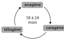 BABYLISS G937E COMPACT GOLDEN EDITION - Cycle de croissance du poil - 1