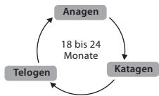 BABYLISS G937E COMPACT GOLDEN EDITION - Der Wachstumszyklus des Haars - 1