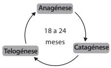 BABYLISS G937E COMPACT GOLDEN EDITION - Ciclo de crescimento do peso - 1