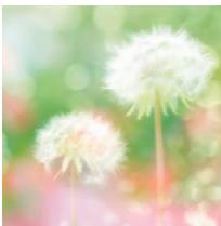 PANASONIC DMC FZ200 - [Mise au point douce] - 1