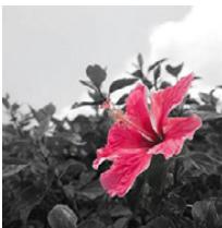 PANASONIC DMC FZ200 - [Désatura. Partielle] - 1