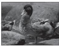 FUJI APPAREIL PHOTO A OBJECTIF INTERCHANGEABLE X-E1 NOIR 18-55MM - Indicateur de correction d'exposition - 5