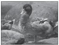 FUJI APPAREIL PHOTO A OBJECTIF INTERCHANGEABLE X-E1 NOIR 18-55MM - Indicateur de correction d'exposition - 3