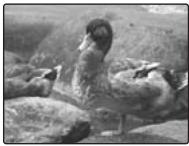 FUJI FINEPIX S1OO FS - VERIFICATION - 2