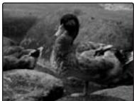 FUJI FINEPIX S1OO FS - VERIFICATION - 3