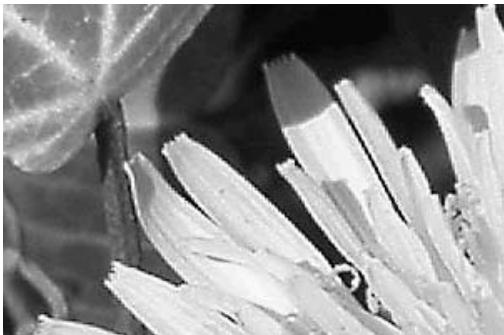 MINOLTA DIMAGE VIEWER - Nettete - 2
