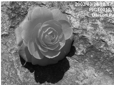 MINOLTA DIMAGE VIEWER 2.3 - Impression des données - 5