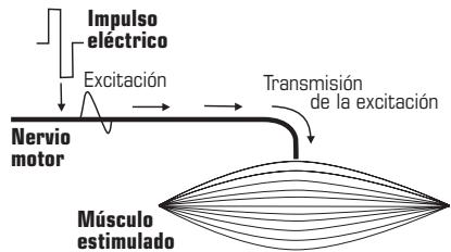 COMPEX MI-SPORT - Estimulación del nervio motor (EEM) - 1
