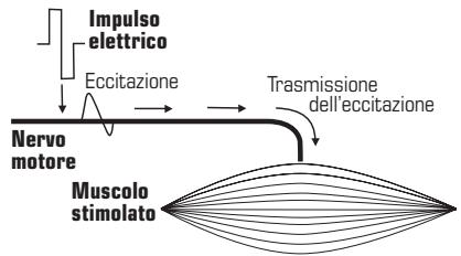 COMPEX MI-SPORT - Elettrostimolazione del nervo motorio (ESM) - 1