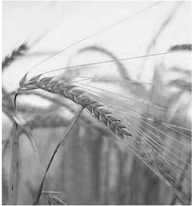 WHITE & BROWN WHITE & BROWN MP 546 LA TESSARA - LA TESSARA du pain pour tous ! - 1