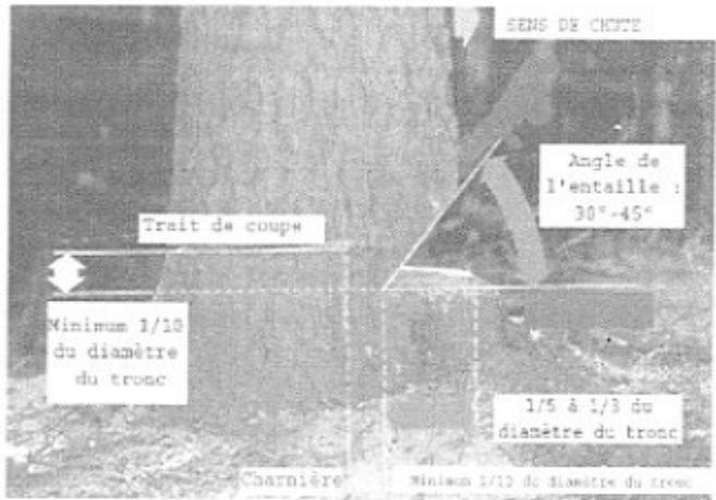 KORMAN GARDEN 1.5 KW - 45.2 CM3 - Abattage d'arbres - 1