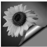 PAINT SHOP PRO PAINT SHOP PRO 9 - Application d'effets déclaration - 2