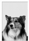 PAINT SHOP PRO PAINT SHOP PRO 9 - Pour renommer un calque : - 2