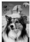 PAINT SHOP PRO PAINT SHOP PRO 9 - Pour renommer un calque : - 1