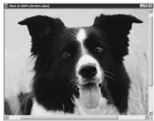 PAINT SHOP PRO PAINT SHOP PRO 9 - Affichage des images - 1