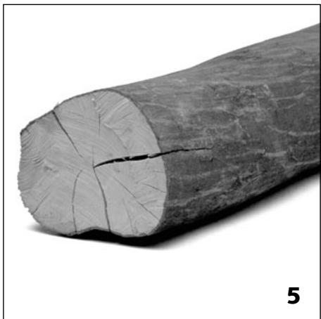 STUV 21 - Le bouleau - 3