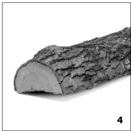 STUV 21 - Le bouleau - 2