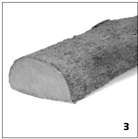 STUV 21 - Le bouleau - 1