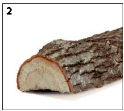 STUV 30-UP - Les résineux - 2