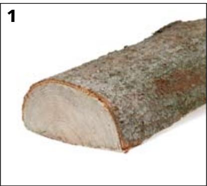 STUV 30-UP - Les résineux - 1