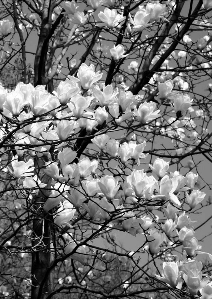 CANON EOS 400D - Conseils de prise de vue - 2