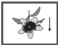 SAMSUNG DVD-H1080 - Picture CD Playback - 3