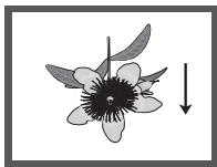 SAMSUNG DVD-H1080B - Foto-CD's afspelen - 3