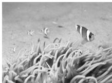 CANON IXUS 95 IS - Prises de vue de personnes à la plage (Plage) - 1