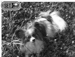 CANON IXUS 95 IS - Sélectionnez le mode de lecture. - 1