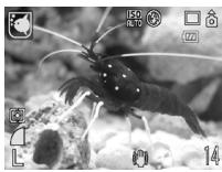 CANON DIGITAL IXUS 80 IS - Feu d'artifice - 1