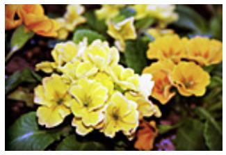 CANON PIXMA MP495 - Luminosité - 3