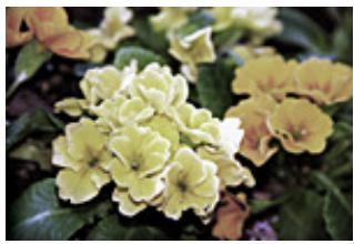 CANON PIXMA MP495 - Saturation - 2