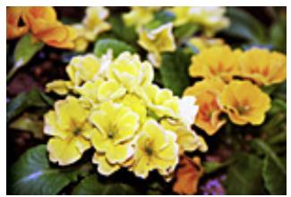 CANON PIXMA MP495 - Contraste - 3