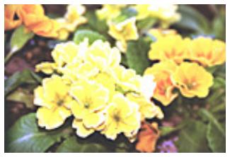 CANON PIXMA MP495 - Luminosité - 4