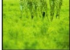 CANON PIXMA MG5650 - Aucun résultat d'impression/L'impression est floue/Les couleurs ne sont pas fidèles/Traces blanches - 5