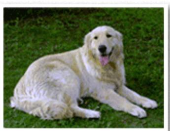 CANON PIXMA MG5650 - Exécution d'une impression sans bordure - 1