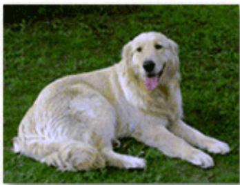 CANON PIXMA MG5650 - Exécution d'une impression sans bordure - 3