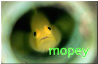 mopey