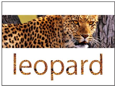 leopard