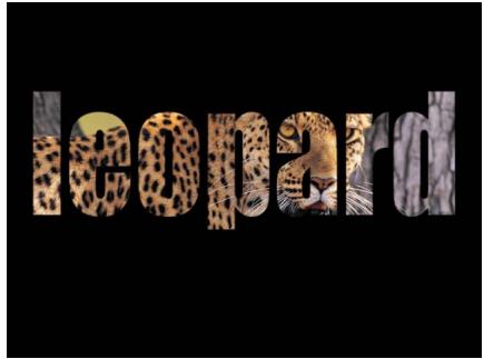 leopard