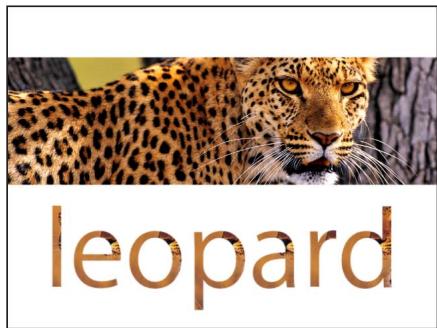 leopard