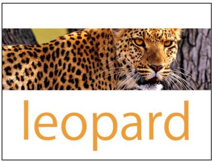 leopard