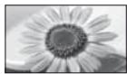 PANASONIC TX-L24E3E - [16:9] - 1