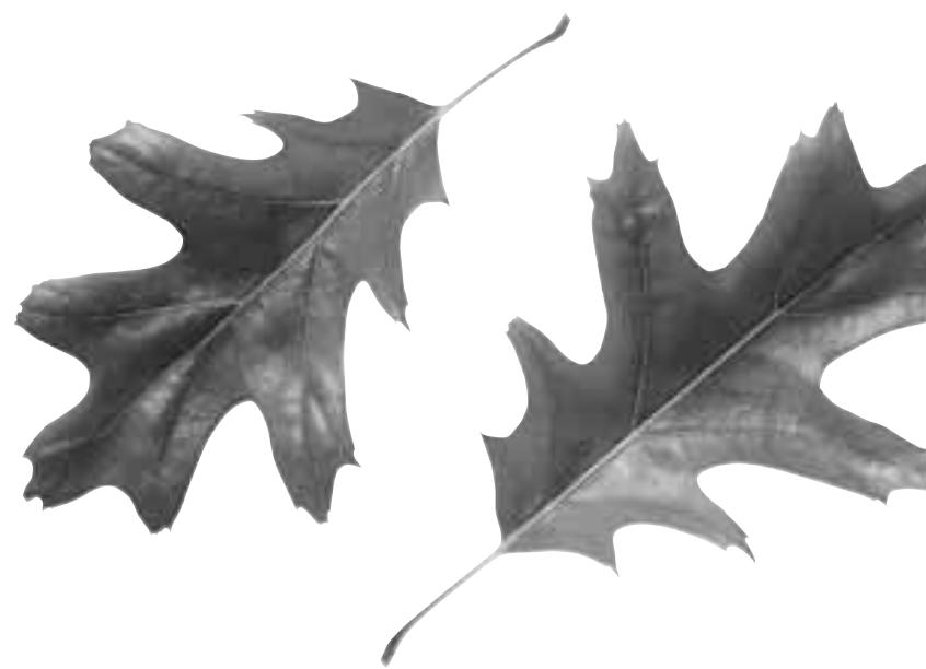 FAGOR INNOVA LFF-013 - - Les pieces en acier inoxydable ou en acier fin sont tachées - 1