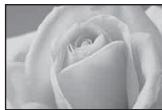 SONY ALPHA 100 - Macro - 1