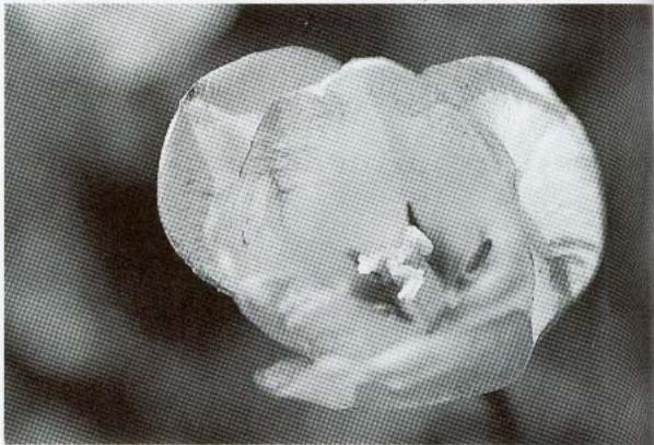 NIKON F90X - PROGRAMME PROXI-PHOTO - 2