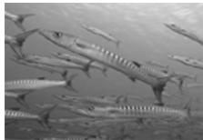 OLYMPUS PT-041 - Unterwasser-Nahaufnahme - 1